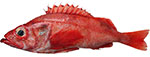 Pacific Ocean Perch