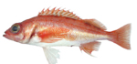 Pygmy Rockfish