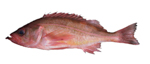 Redstripe Rockfish