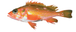 Rosethorn Rockfish