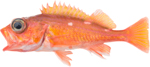 Rosy Rockfish