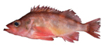 Sharpchin Rockfish