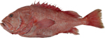 Shortraker Rockfish