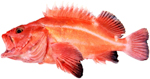 Yelloweye Rockfish (juvenile)