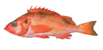Yellowmouth Rockfish