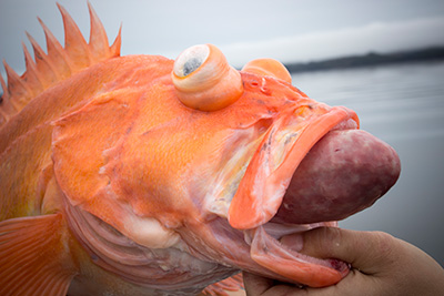 Rockfish with barotrauma