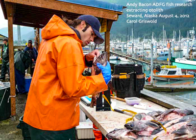 ADF&G staff extract rockfish otolith