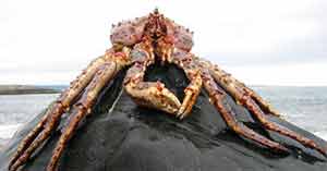 Photo of a King crab on a rock