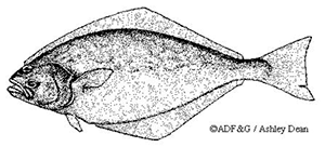 Image of a halibut