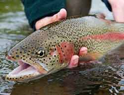 Photo of a rainbow trout