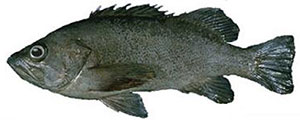 Black rockfish