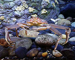 A tanner crab stands on beach rock