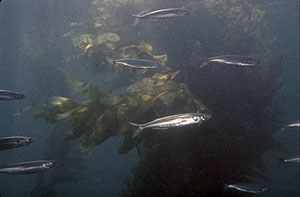 Pacific Herring swimming