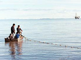 Picking fish from a boat