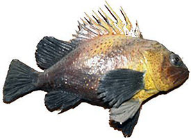 Quillback Rockfish