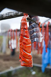 Salmon drying