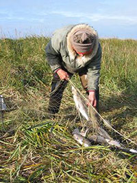 Picking Sheefish from nets