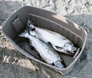 Chinook salmon in a plastic bin
