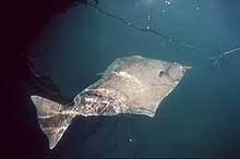 Halibut on a hook