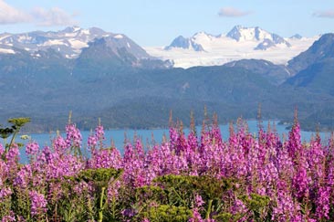 Homer Fireweed