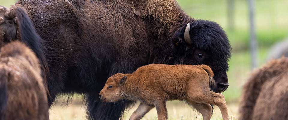 Woodbison Restoration Program - Alaska Department of Fish and Game