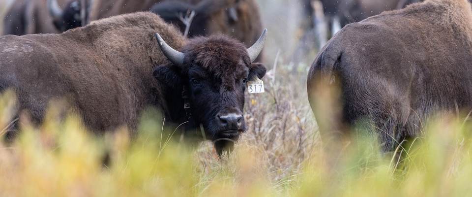 Woodbison Restoration Program - Alaska Department of Fish and Game