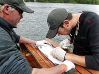 Photo of Adam Edge sampling salmon