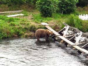 Photo of Bear at Saltery Weir