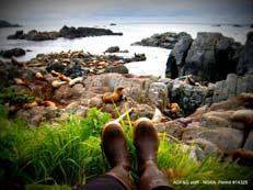 Photo of Lowrie Island Steller sea lions: NOAA research permit 14325