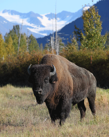 Bison