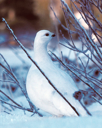 Grouse & Ptarmigan