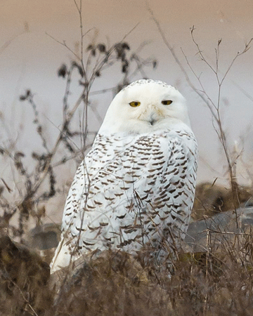 Owls