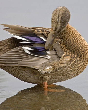 Seabirds & Waterfowl