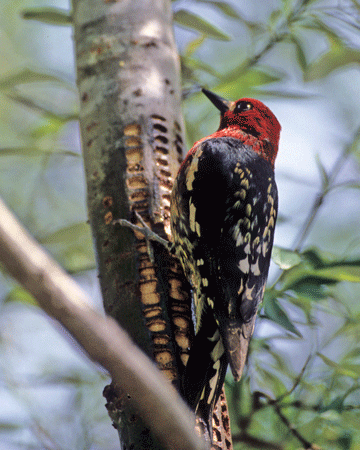 Woodpeckers