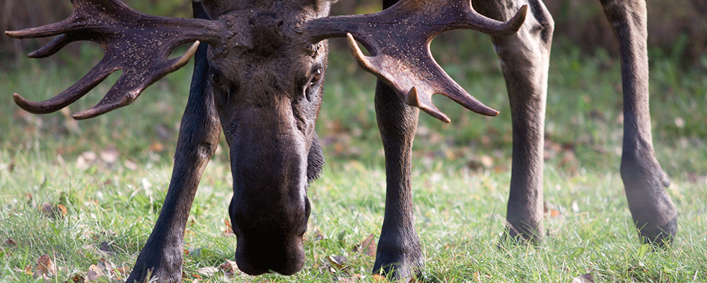 Caribou, Deer, Elk & Moose