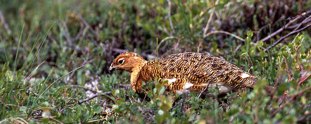 Grouse & Ptarmigan