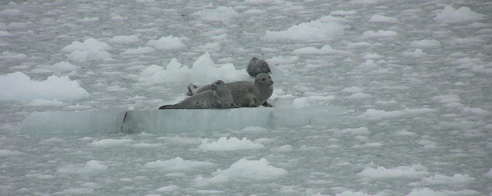 Marine Mammals