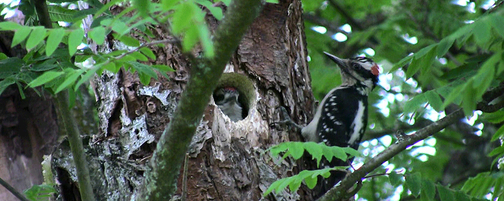 Woodpeckers