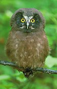 Photo of a juvenile boreal owl © Ted Swem