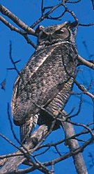 Great Horned Owl © Luke DeCicco