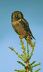 Northern Hawk-Owl © Ted Swem