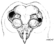 Owl Skull
