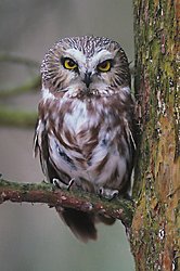 Northern Saw-Whet Owl © www.wingmasters.net