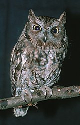 Western Screech-Owl © Bob Armstrong