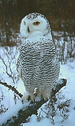 Photo of a Snowy Owl © Jack Whitman