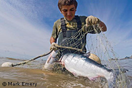 fisherman hauls in a set net with salmon catch