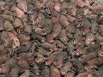 walrus lay in a haulout area of Round Island