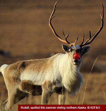 Rudolph, spotted this summer visiting northern Alaska. © ADF&G