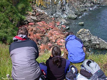 visitors to Round Island view walrus in a haulout area