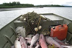 subsistence harvests